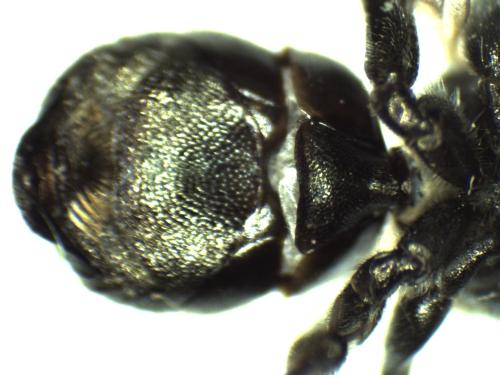 Osmia sp.